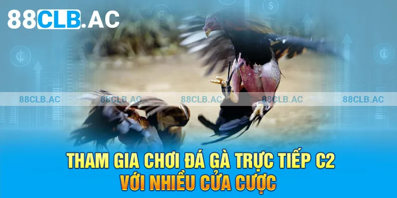 Tham gia chơi đá gà trực tiếp C2 với nhiều cửa cược